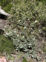 Pimelea glauca