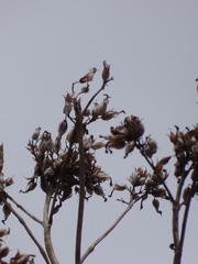 Kalanchoe densiflora