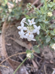 Pimelea glauca