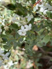 Pimelea glauca
