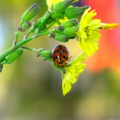 Harmonia octomaculata