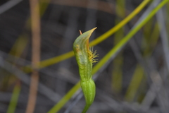 Pterostylis tasmanica