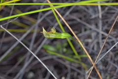 Pterostylis tasmanica