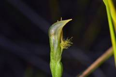 Pterostylis tasmanica