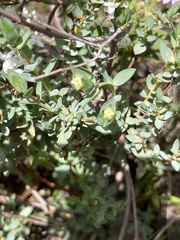Pimelea glauca