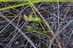Pterostylis tasmanica