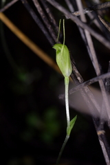 Pterostylis puberula