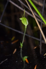 Pterostylis puberula