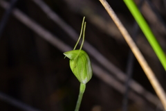 Pterostylis puberula