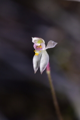 Caladenia alata