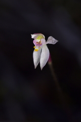 Caladenia alata