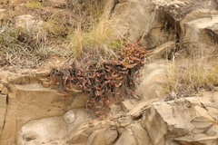 Crassula perforata