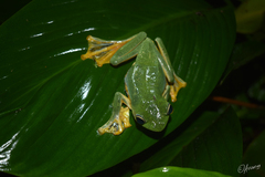 Rhacophorus reinwardtii