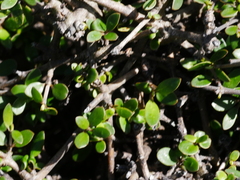 Coprosma propinqua propinqua