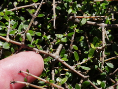 Coprosma propinqua propinqua