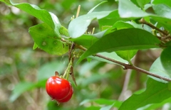 Malpighia glabra