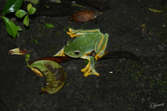 Rhacophorus reinwardtii