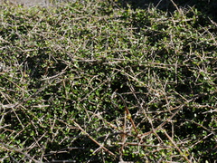 Coprosma propinqua propinqua