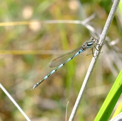 Austrolestes annulosus