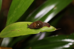 Stanisicarion freycineti