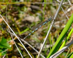 Austrolestes annulosus