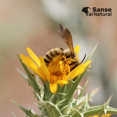 Dasypoda visnaga
