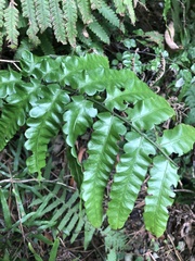 Diplazium dilatatum