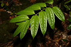 Ripogonum discolor