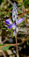 Comesperma calymega