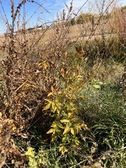 Agrimonia striata