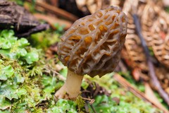 Morchella australiana