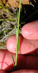 Comesperma calymega