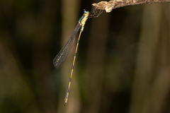 Synlestes selysi