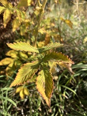 Agrimonia striata