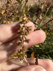 Agrimonia striata