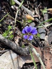 Dampiera lanceolata lanceolata