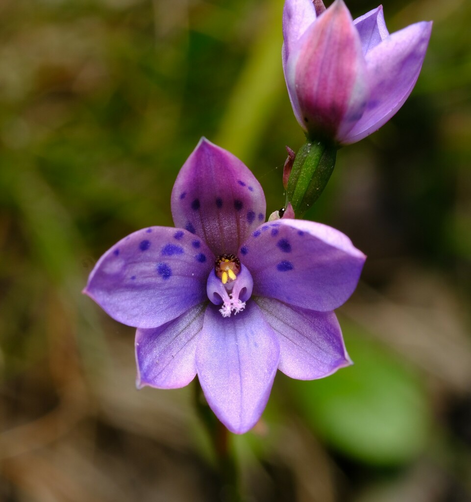 Thelymitra ixioides