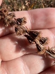 Agrimonia striata