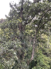 Beilschmiedia tarairi