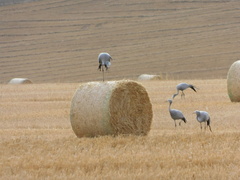 Anthropoides paradiseus