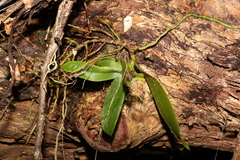 Peristeranthus hillii