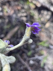 Dampiera lanceolata lanceolata