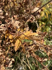 Agrimonia striata