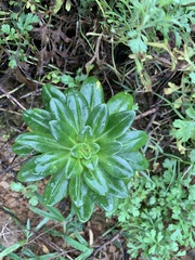 Lysimachia mauritiana