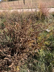 Agrimonia striata