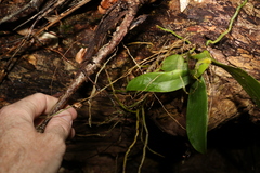 Peristeranthus hillii