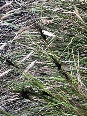 Brachycerus