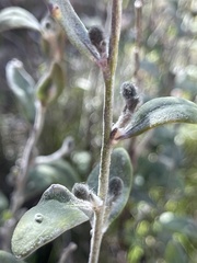 Dampiera lanceolata lanceolata