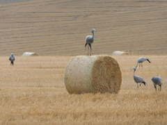 Anthropoides paradiseus