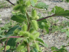 Xanthium strumarium canadense